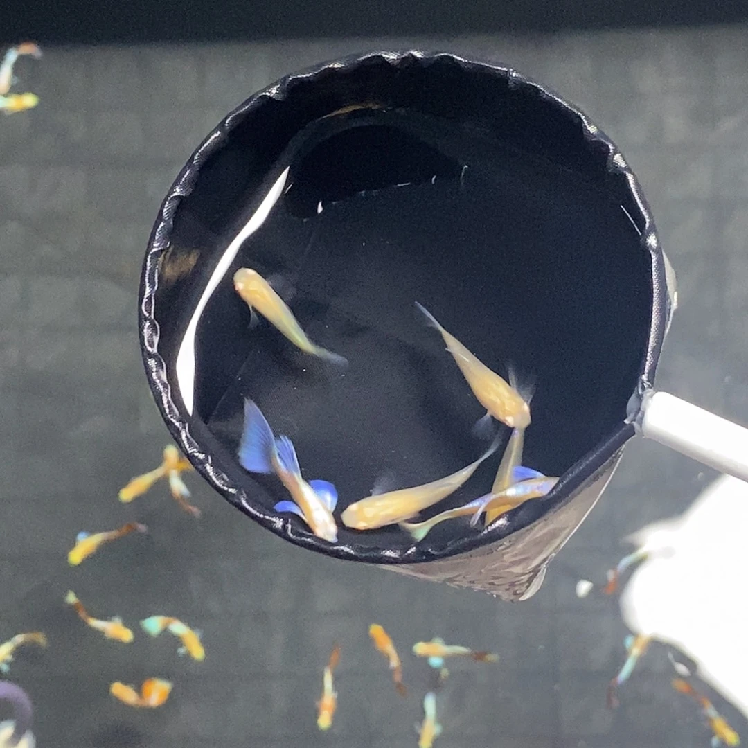 孔雀鱼紫白两公四母