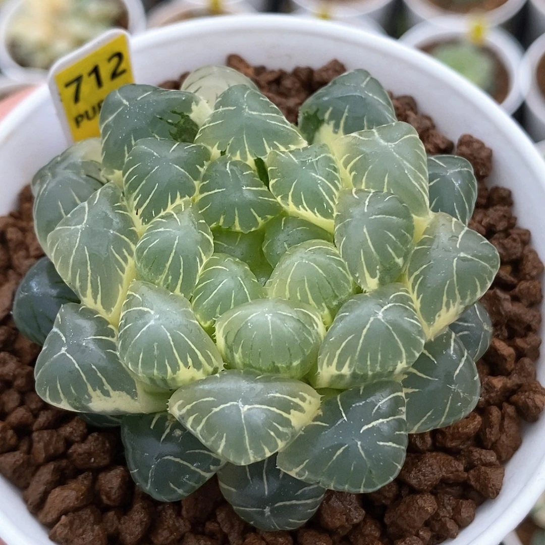 红陶712号湖水玉露锦一物一拍