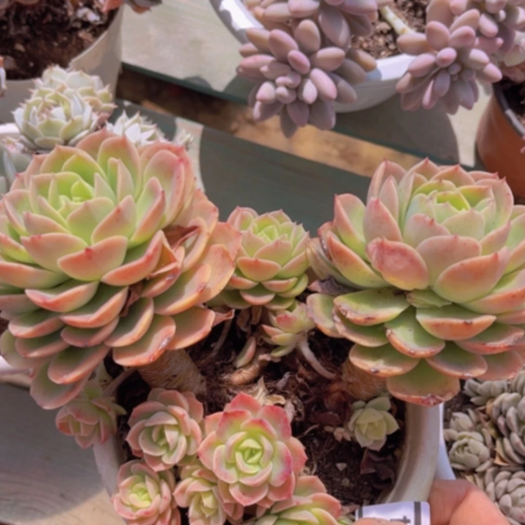 【闪购商品】哈密瓜06114