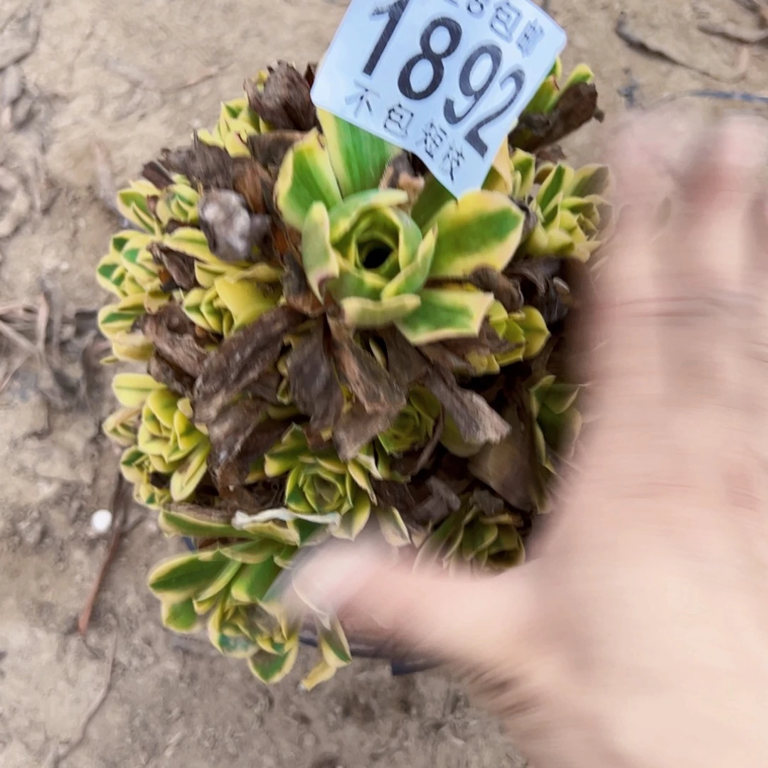 金丝翡翠多肉植物1892
