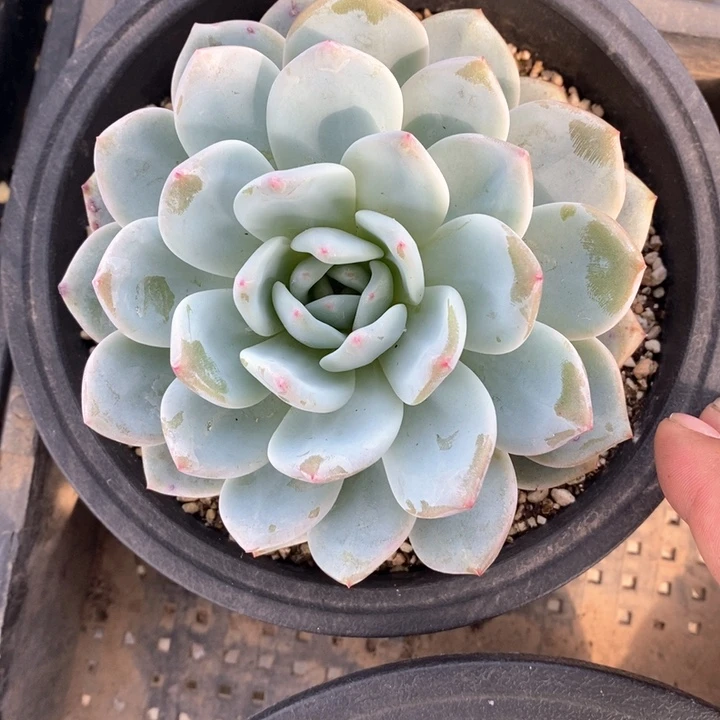 橙梦露一颗。   随机脱土发货。  福利。