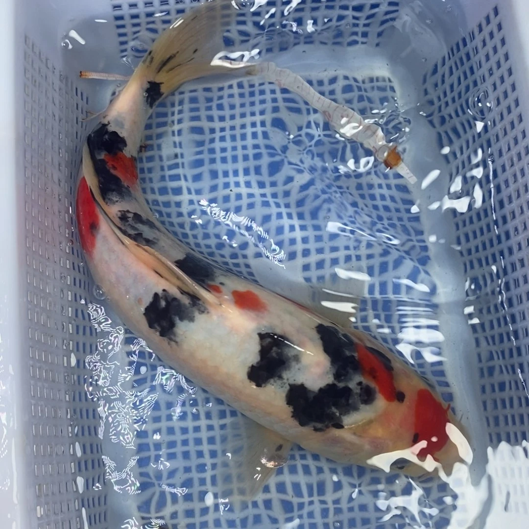 锦鲤冷水锦鲤包邮