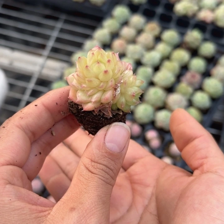 516号  珠光麦秆