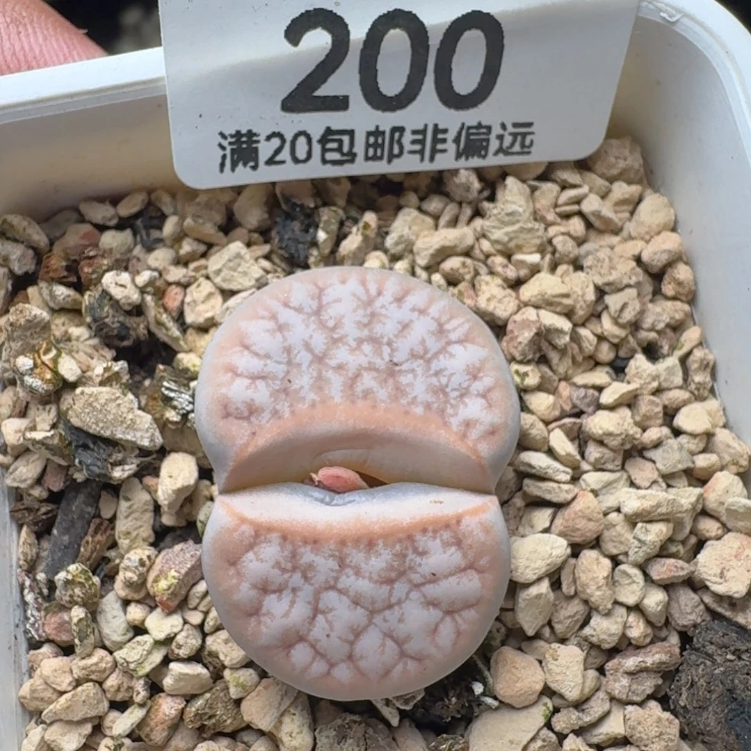 309A拿铁带盆土。