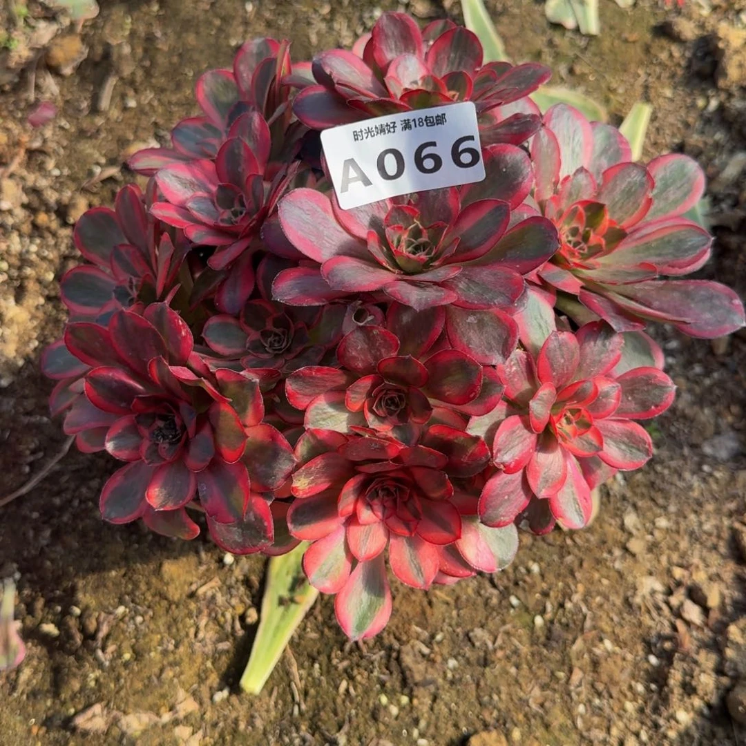 066魅金锦 多肉植物