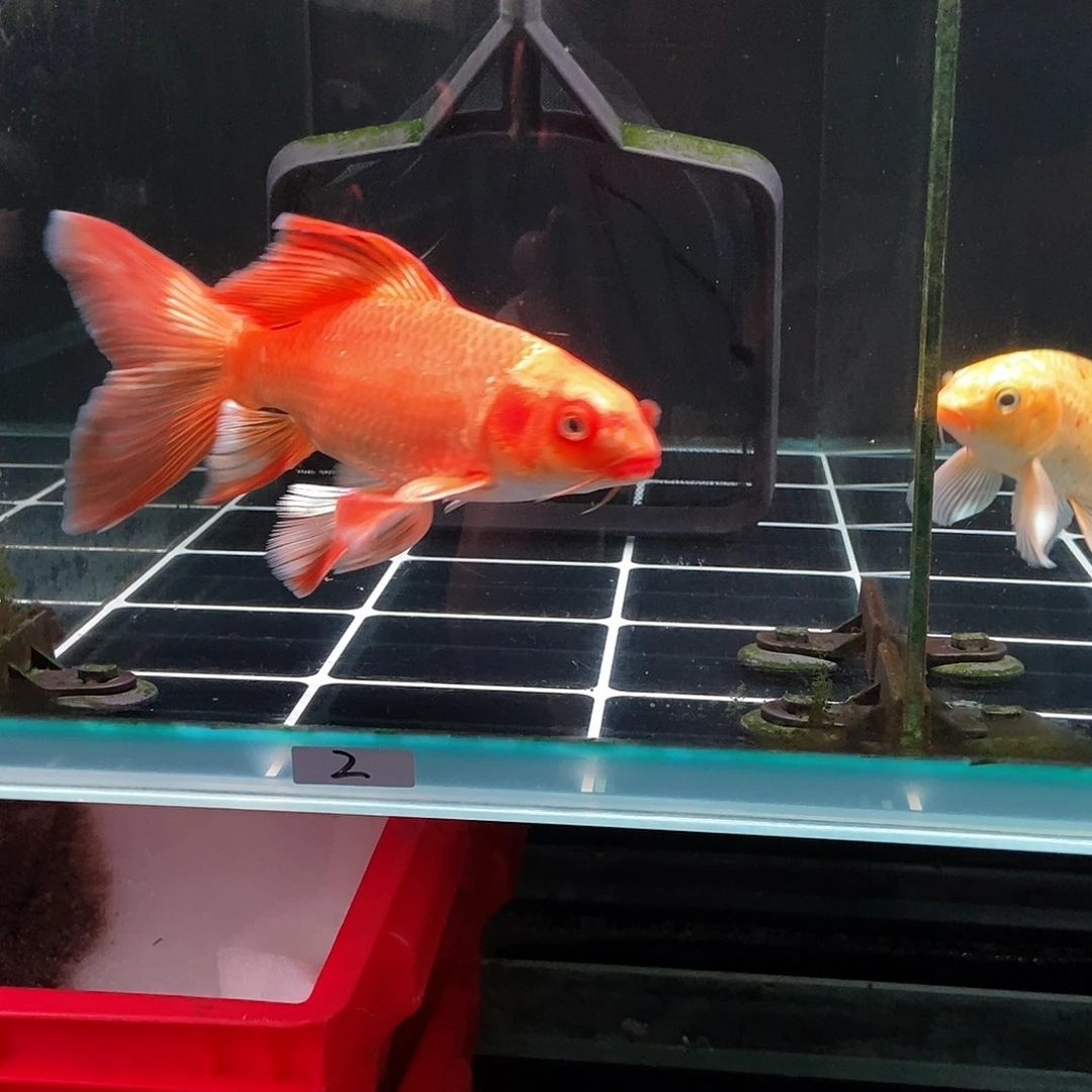 长***弓蝴蝶鲤2号红色蝴蝶鲤