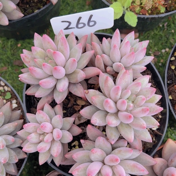 健健康康平平安安