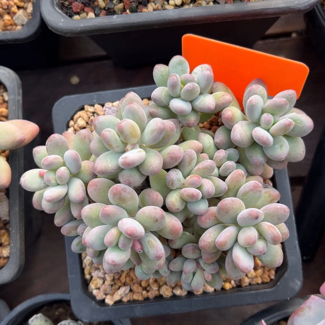 苹果奶111111111111111