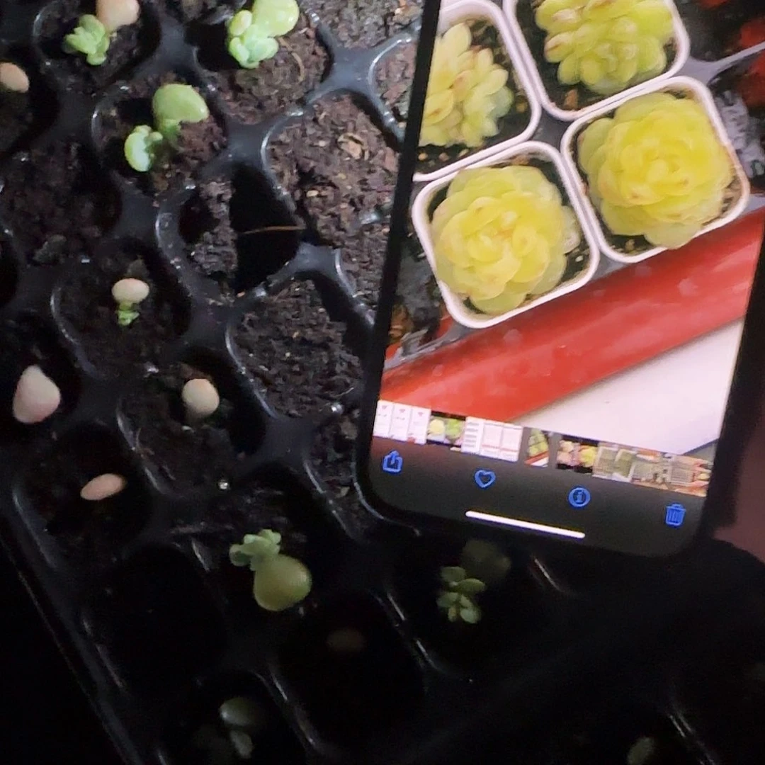 34号风花芝麻一个满25包邮