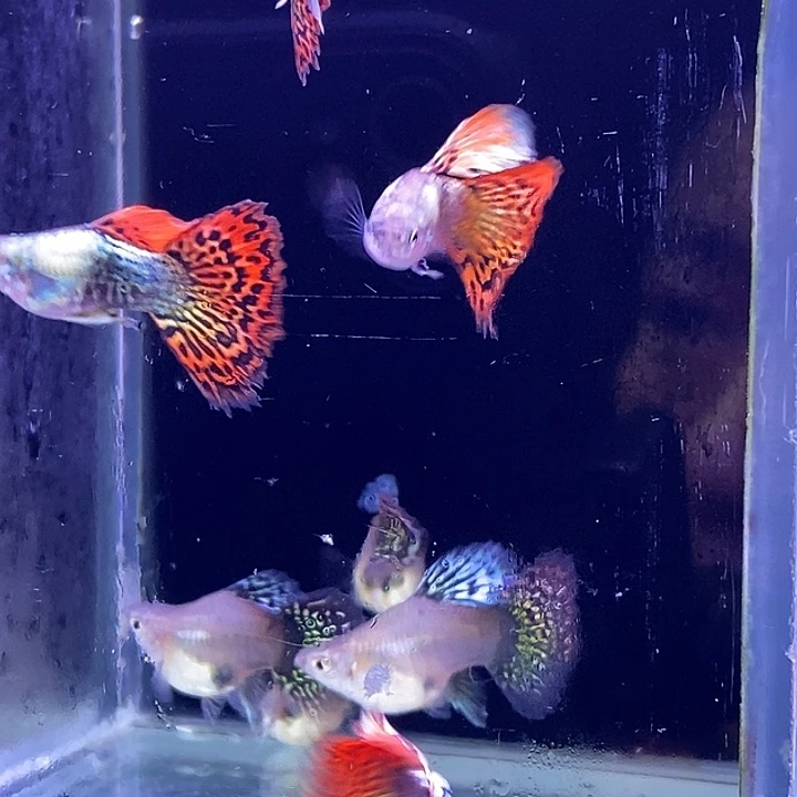 孔雀鱼龙球4对包邮