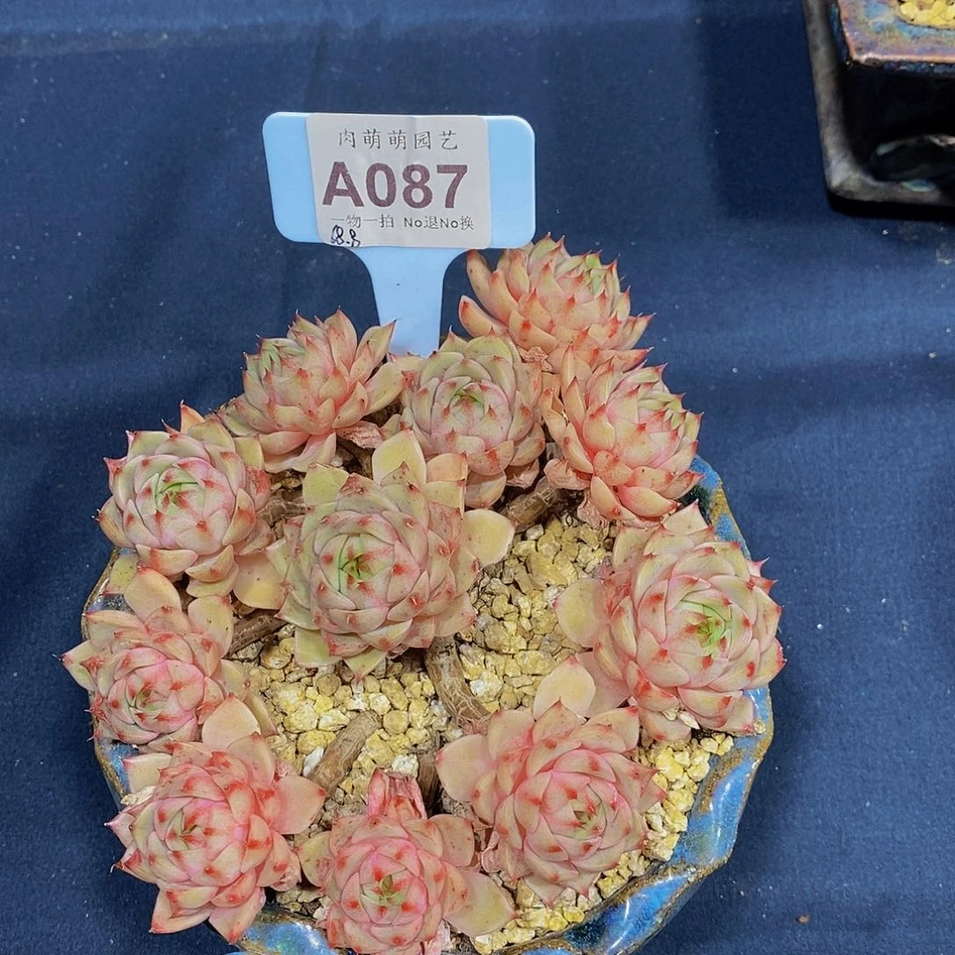 桃***桃苯巴蒂斯A087多肉