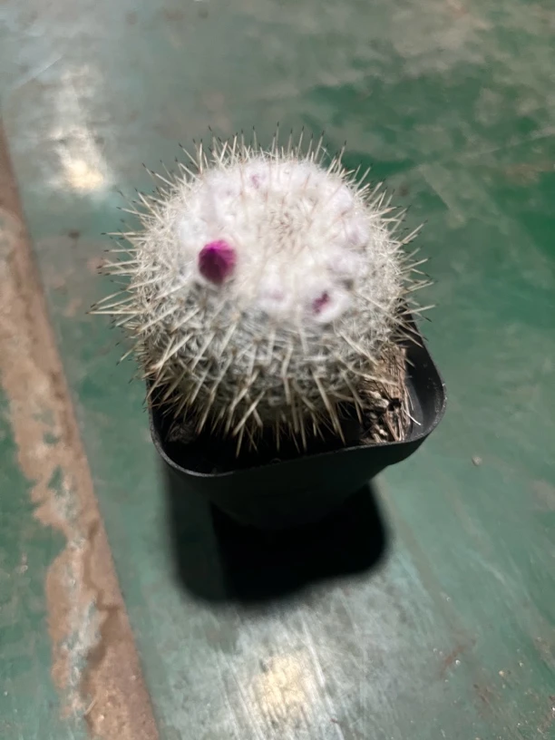 满18包邮 （浮岛）