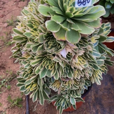 绿羊绒锦多肉植物60多肉不包断