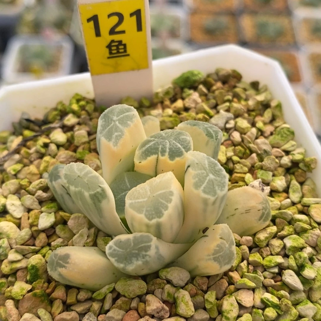 121糊班万象十二多肉