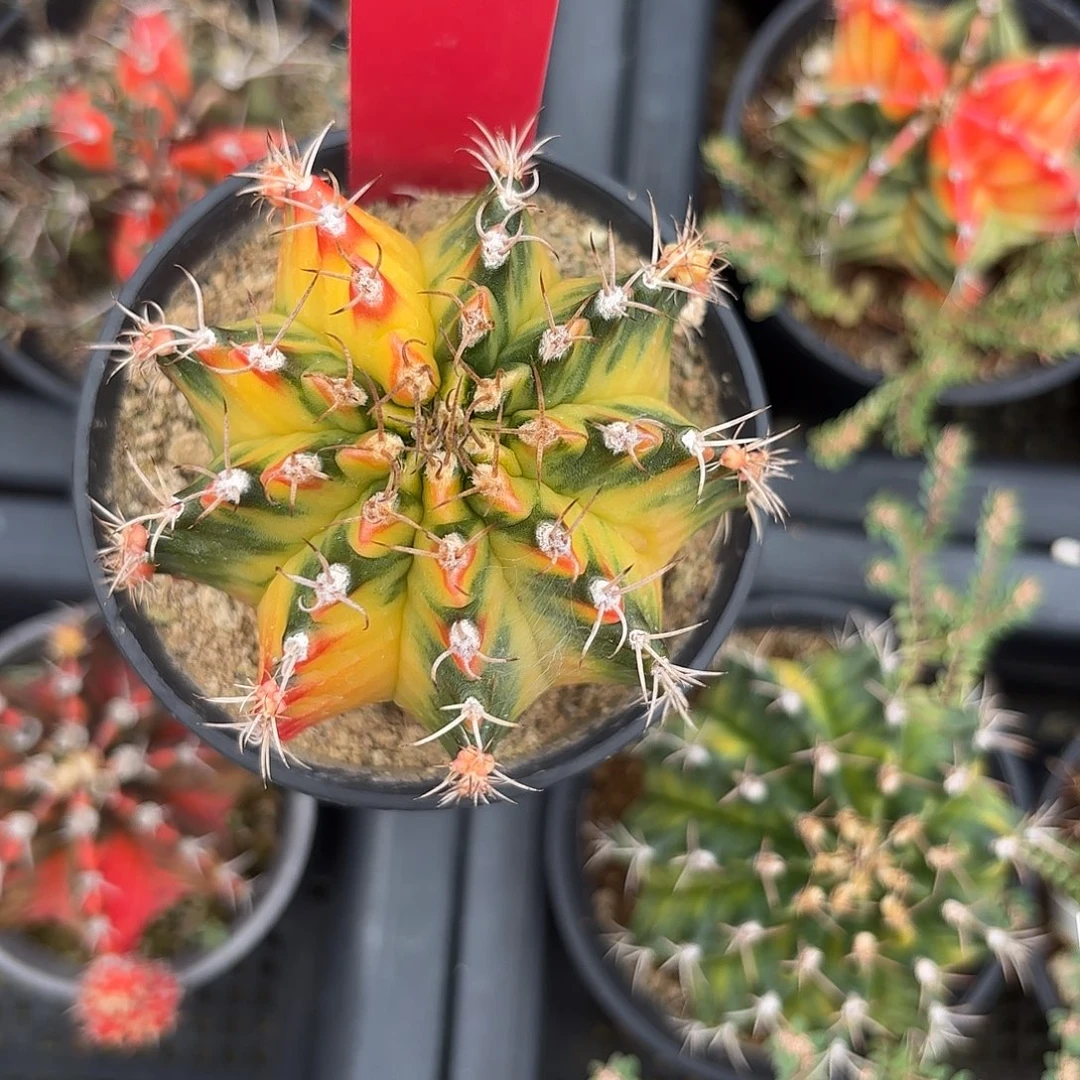 219-1023泰国发货多肉