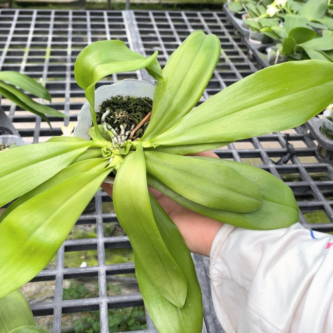 当前无花栽培后可以开花（熊猫盾交盾）3苗