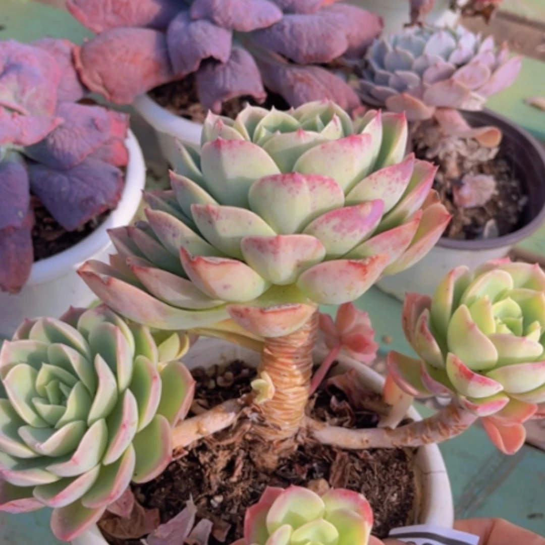 【闪购商品】哈密瓜17186