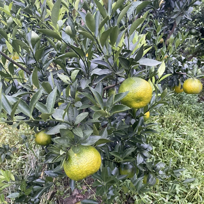 【肖林果园】新会陈皮2025年古井驳枝鲜果20斤（广东可发）