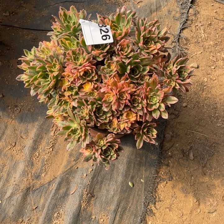 多肉甜茶法师326