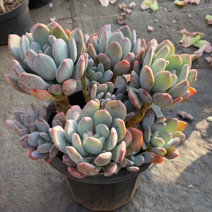 灰姑娘多肉植物9 0 9