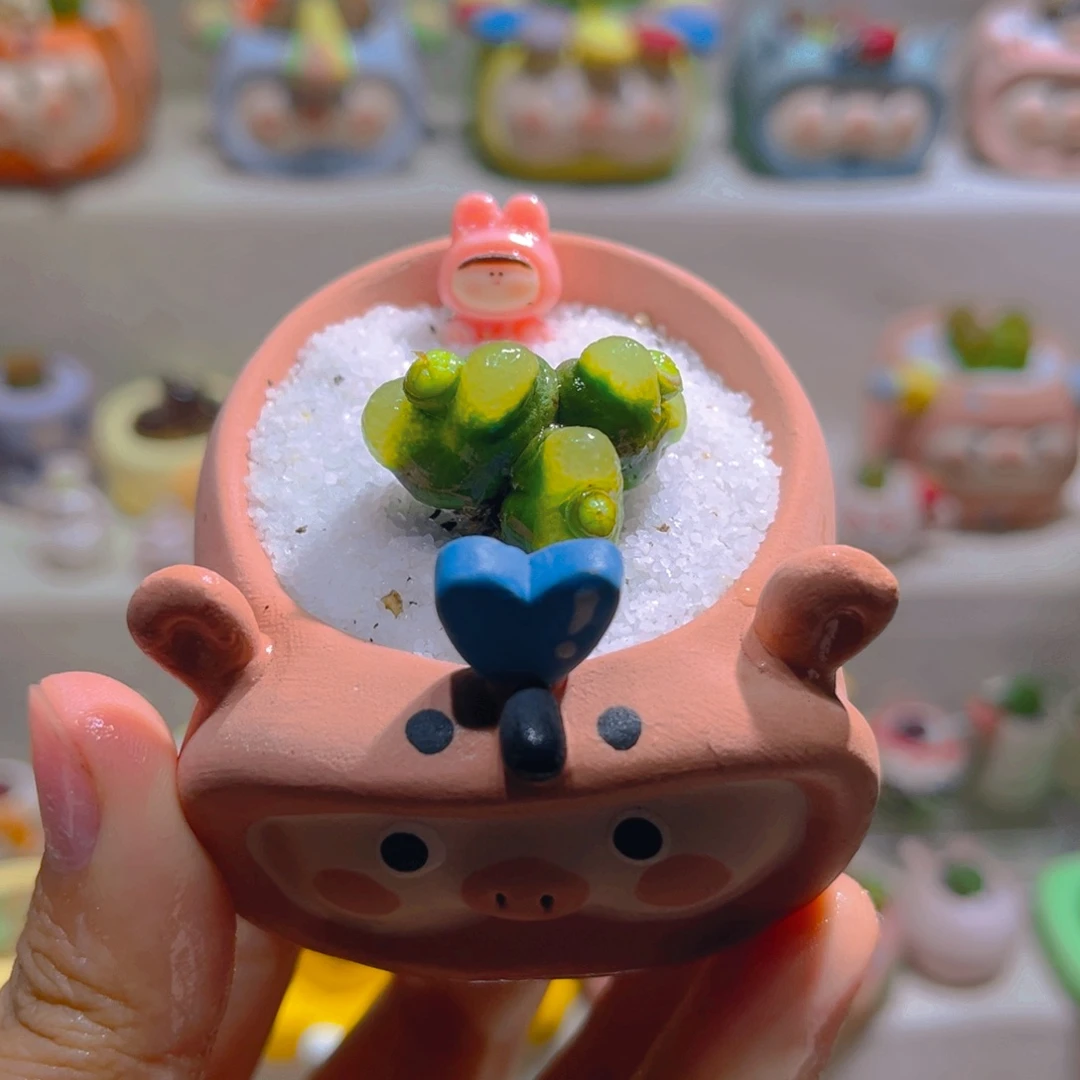 016高端多肉带盆土一套48