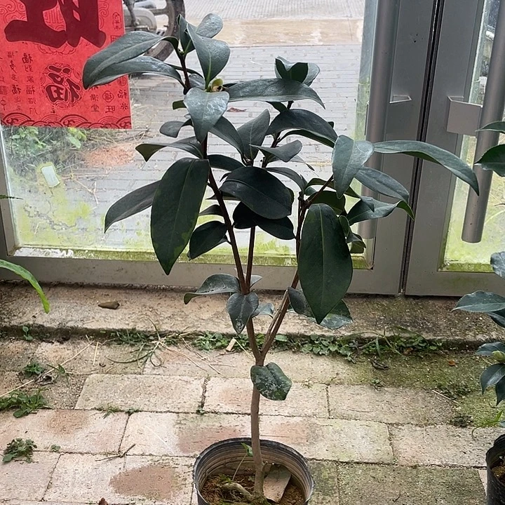 大部分花苞少量开放，桂昌
