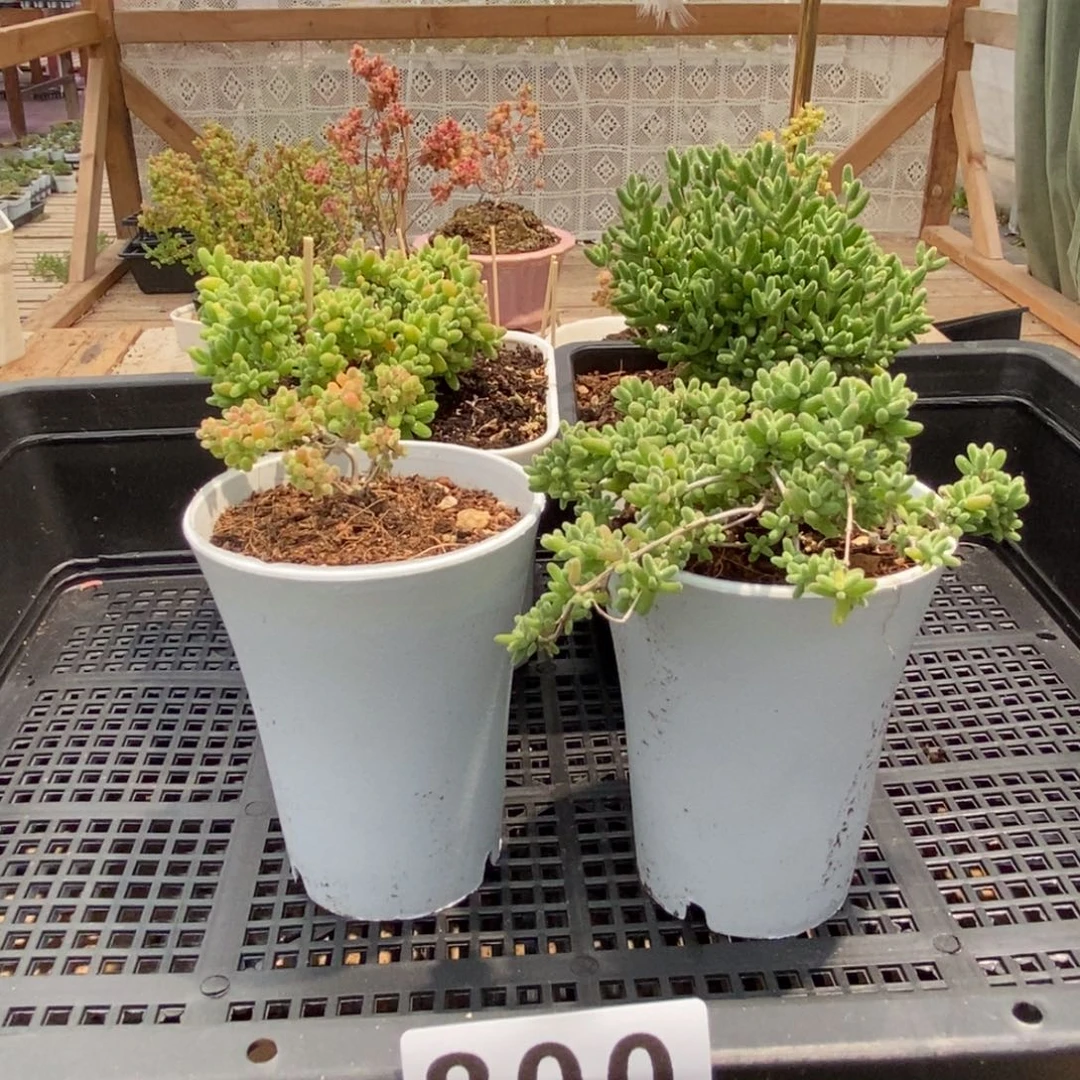 枝干番杏多肉植物800