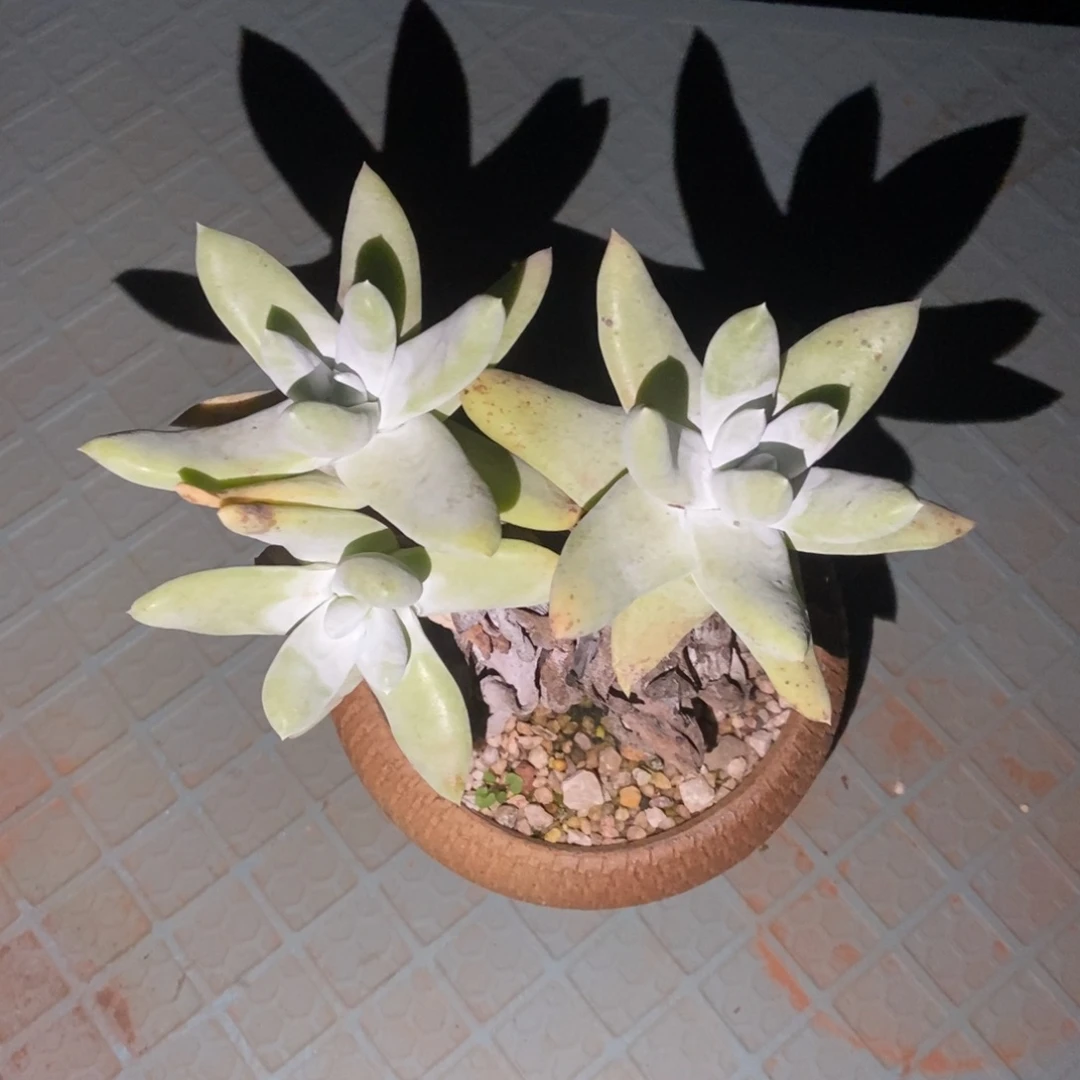 高粗腿拇指海星叶多肉植物