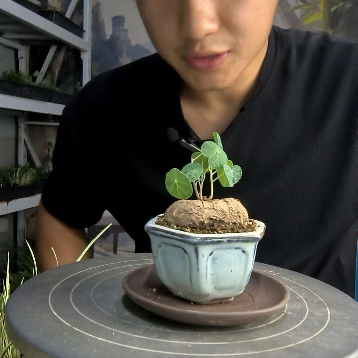 秋****期中青园艺一物一拍7