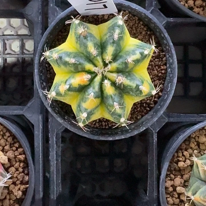 L103-1126广东发货 绿袖子