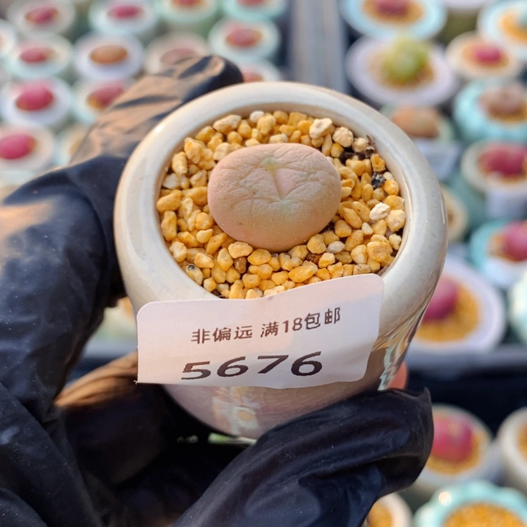 小***a5676--一物一拍 带盆