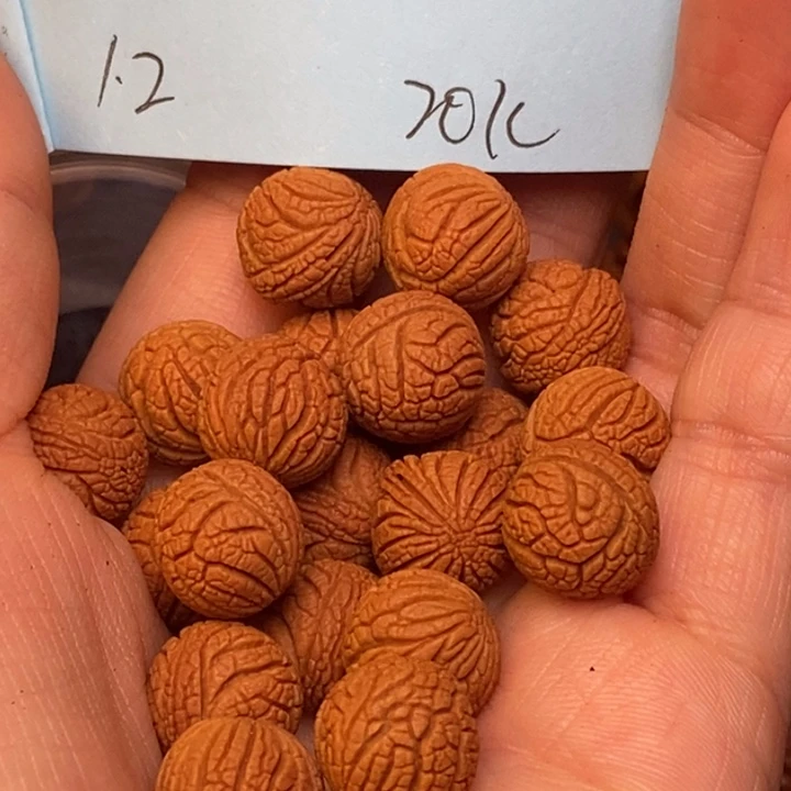 吊坠桃核秦岭龙纹桃核12尺寸