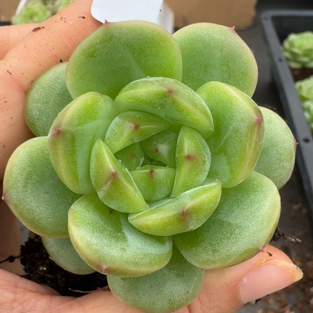 一物一拍一物一拍1109-199