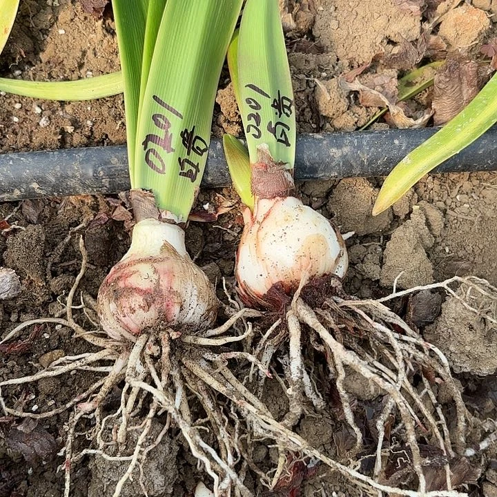 ?***?白肋贵妇两棵5左右0201