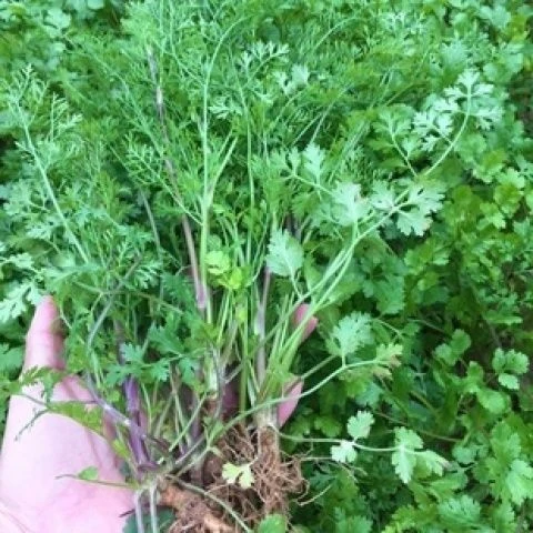 老品种细叶香菜种籽农家自种土香菜芫荽香菜露天香菜种子孑孓阳，0