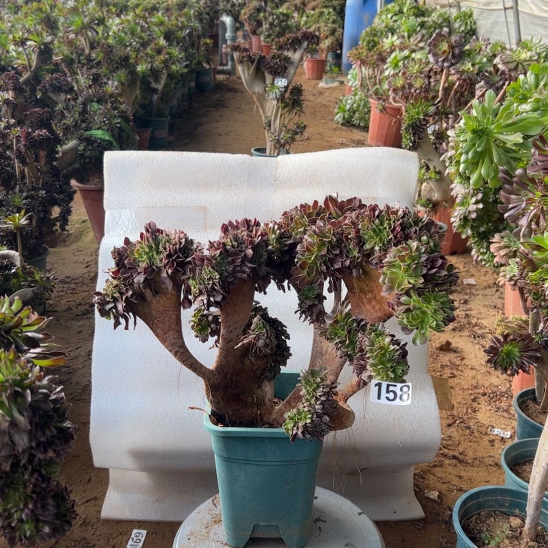 欧紫158冠服38厘米