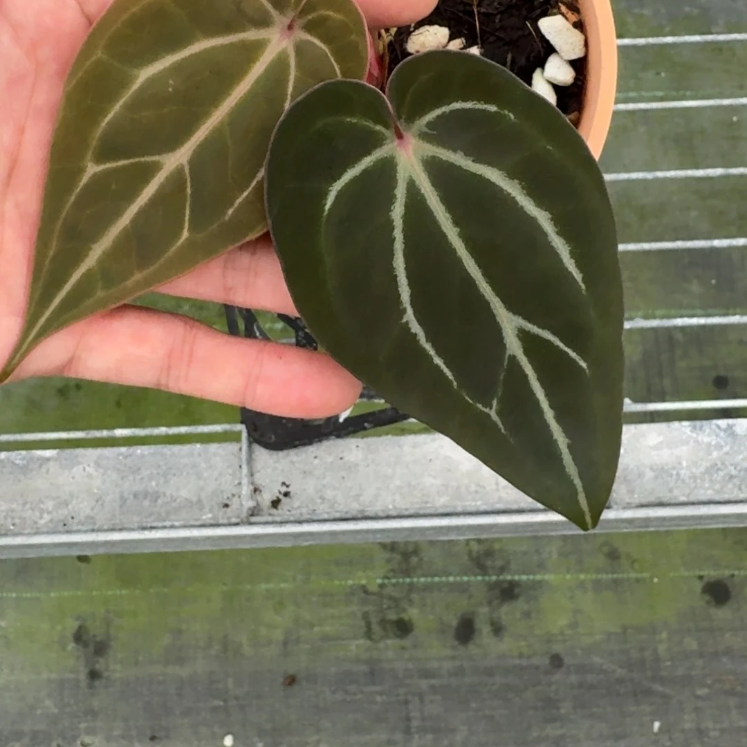 不开花植物红水晶杂黑桃