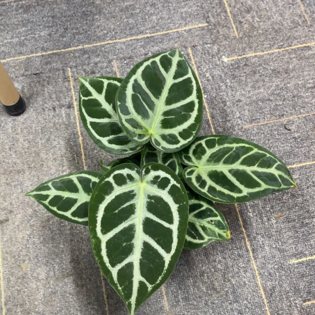 无花朵撕裂纹x铜锣烧0767