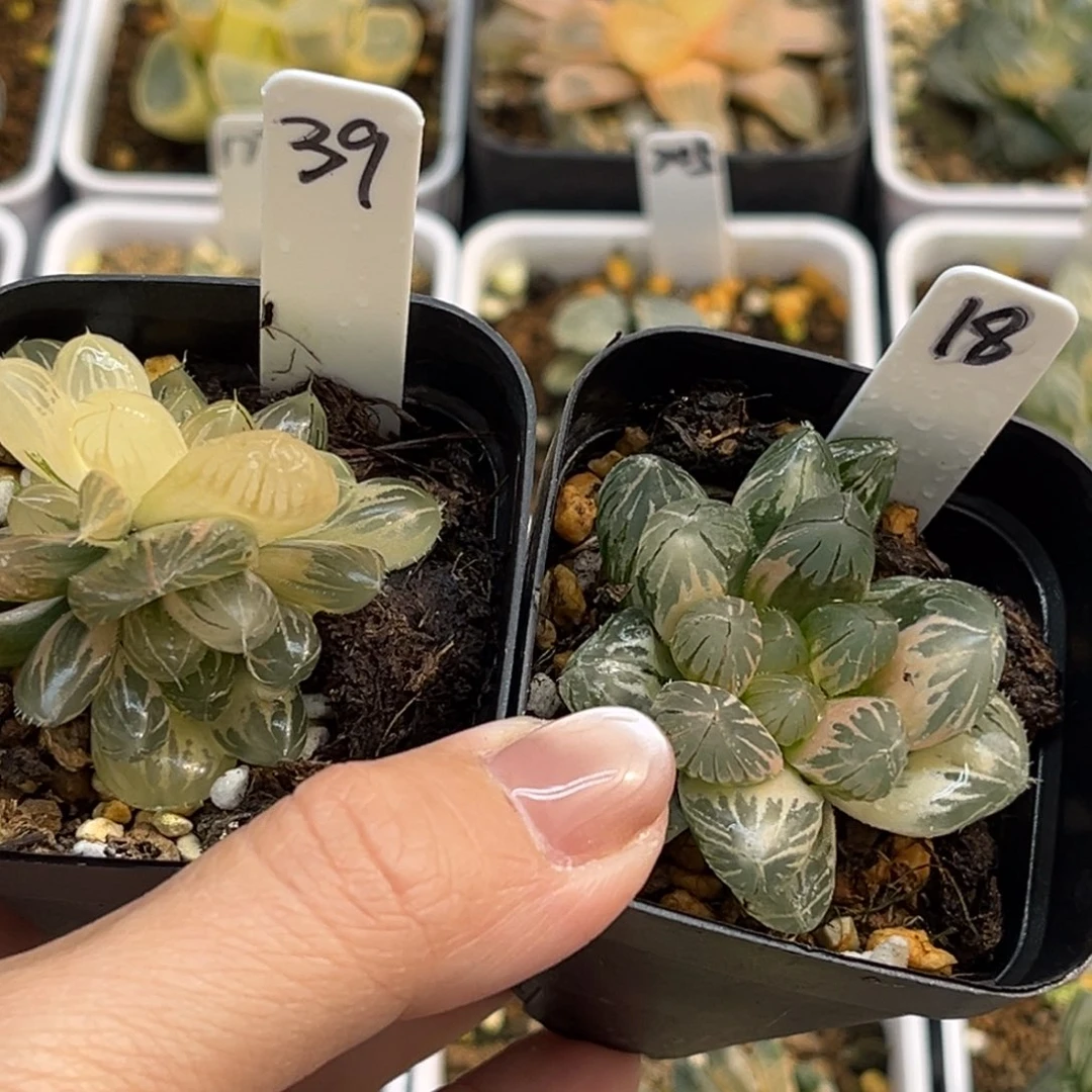 幺***鸡39/18两颗十二卷多肉