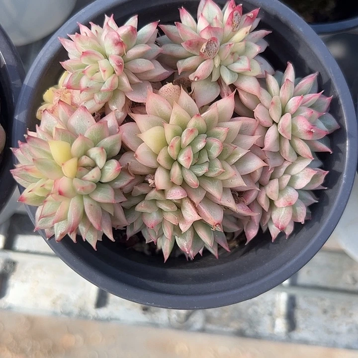 女雏锦多肉植物精品