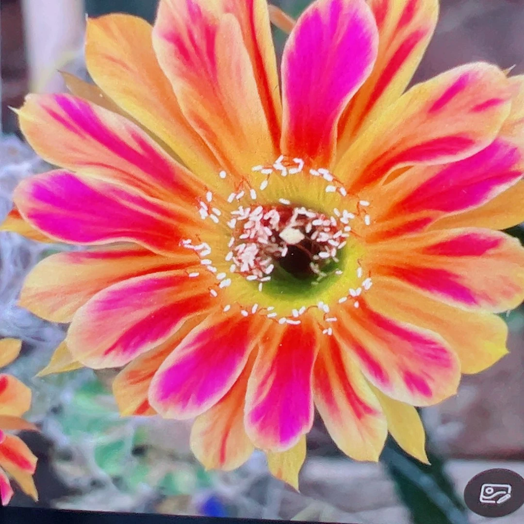 丽花黄翅羽 侧芽 满20包邮