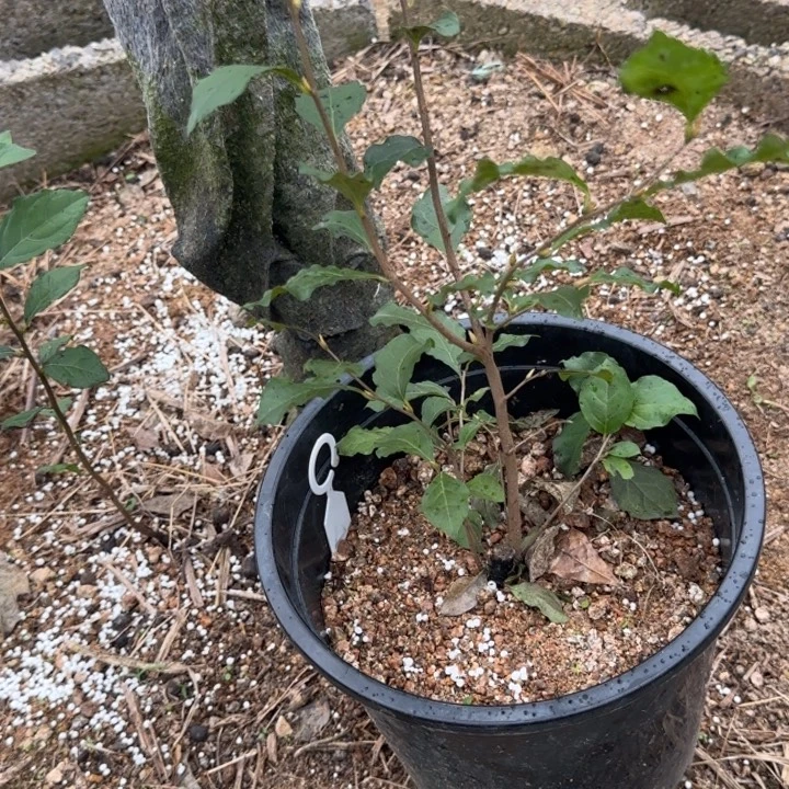 无花朵老鸦柿知秋红原生根培包邮