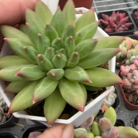 31甲骨文多肉植物多