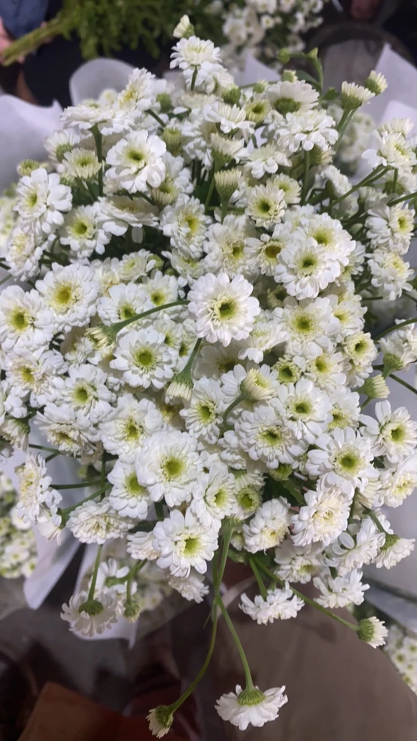 重瓣洋甘菊小女孩,不售后