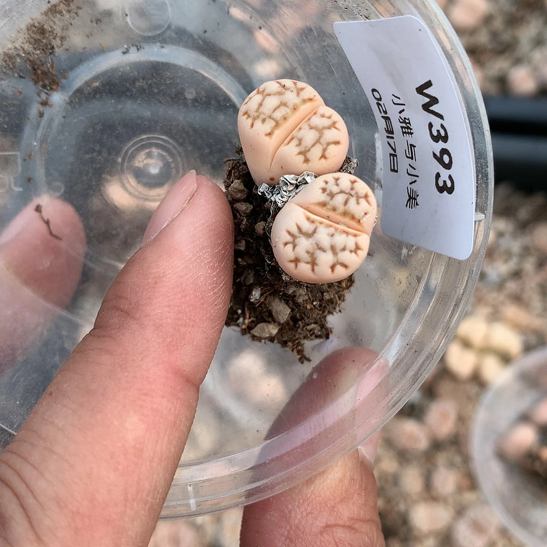 W393的人和多肉植物