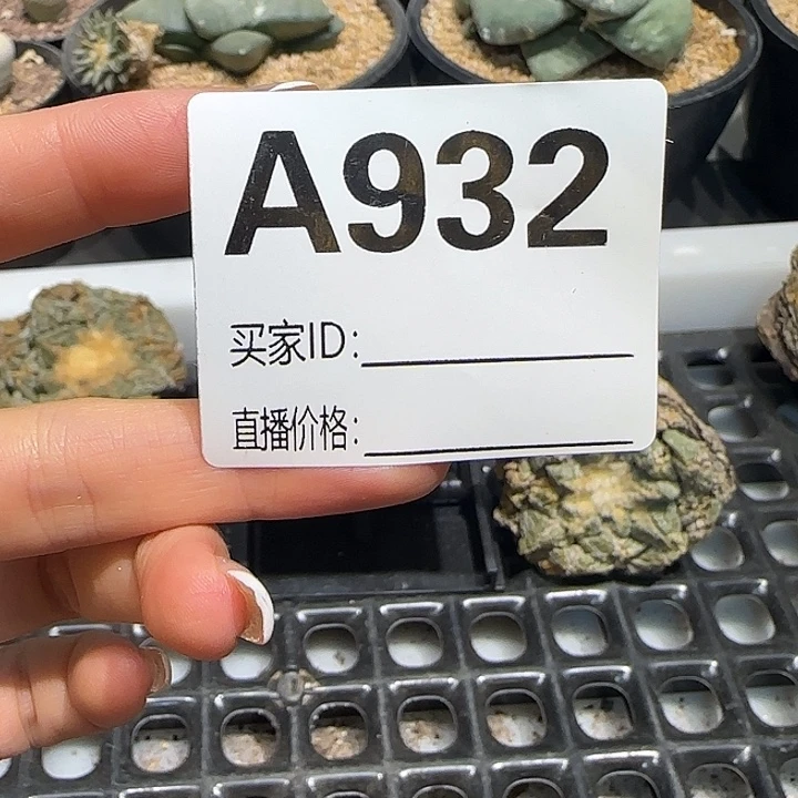 这***官实生仙人球特价一颗