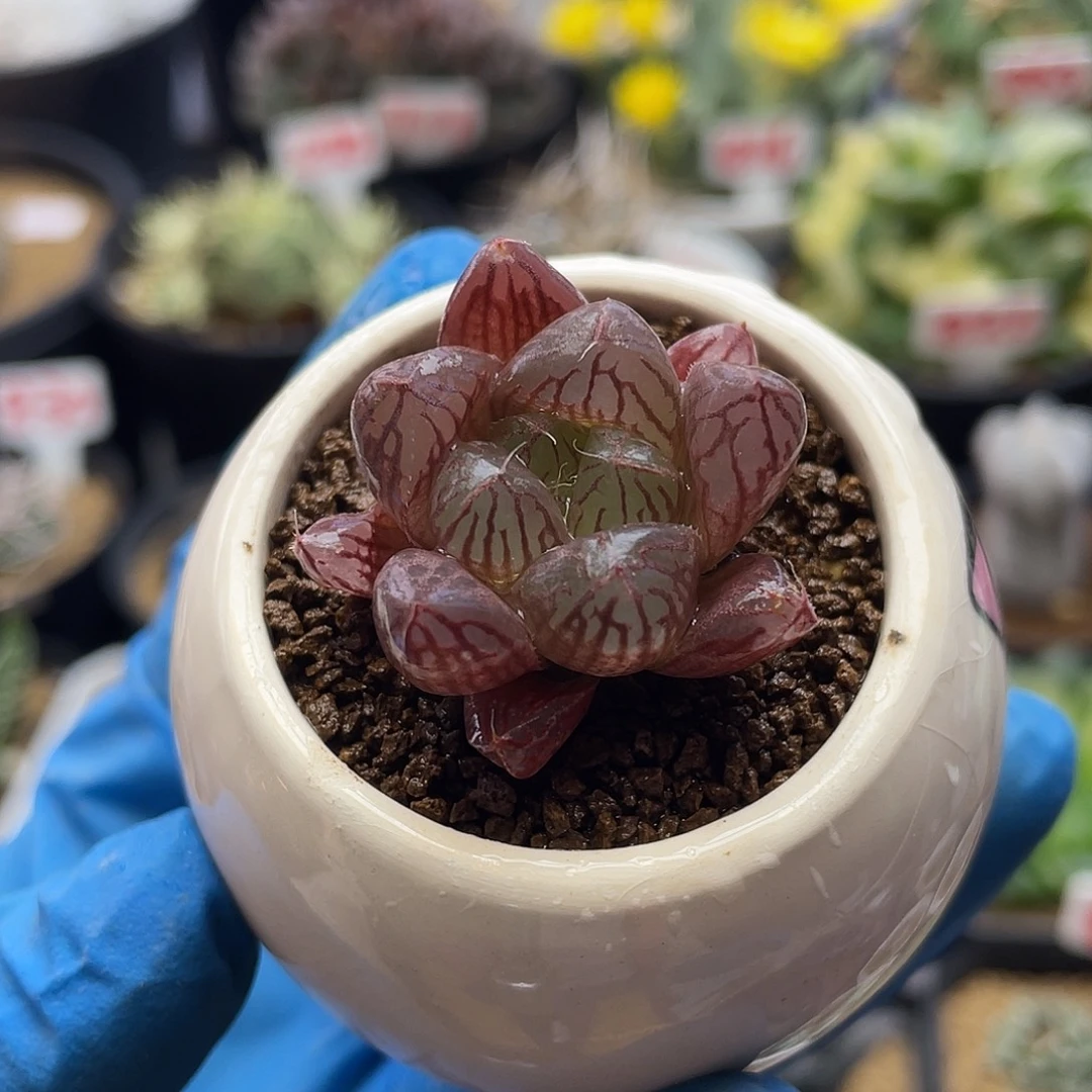 实生楼兰玉露仙人球