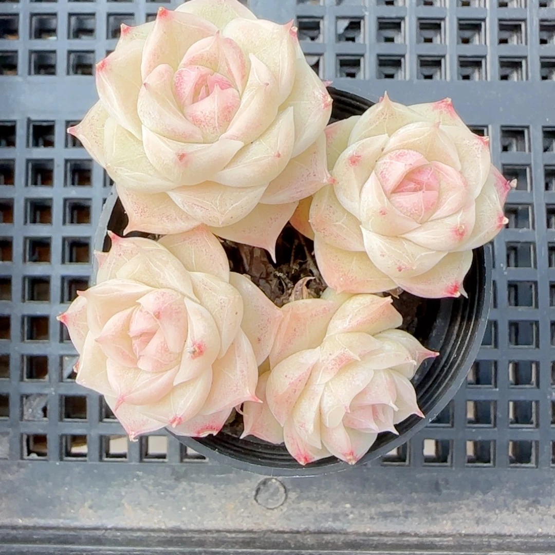 慕**歌【闪购商品】0211-152专拍