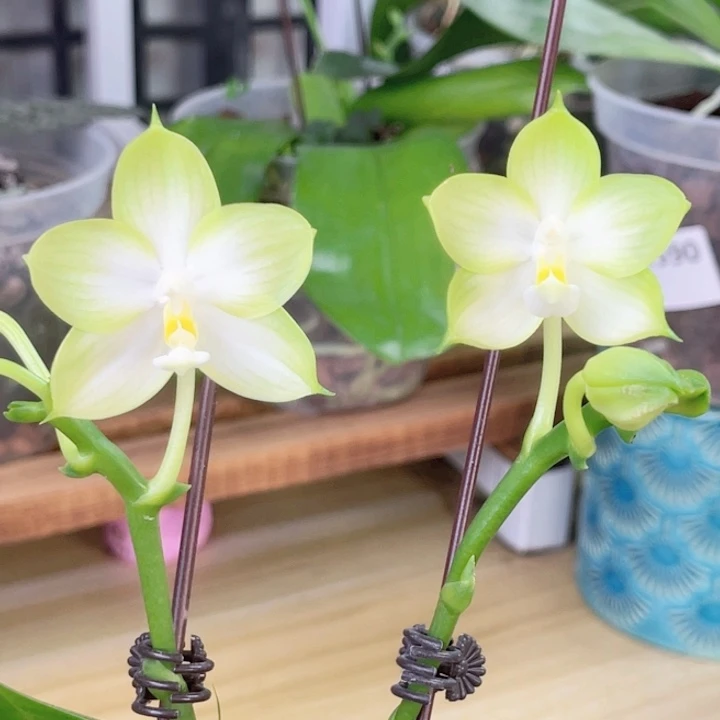 完全开放JG2318-1454