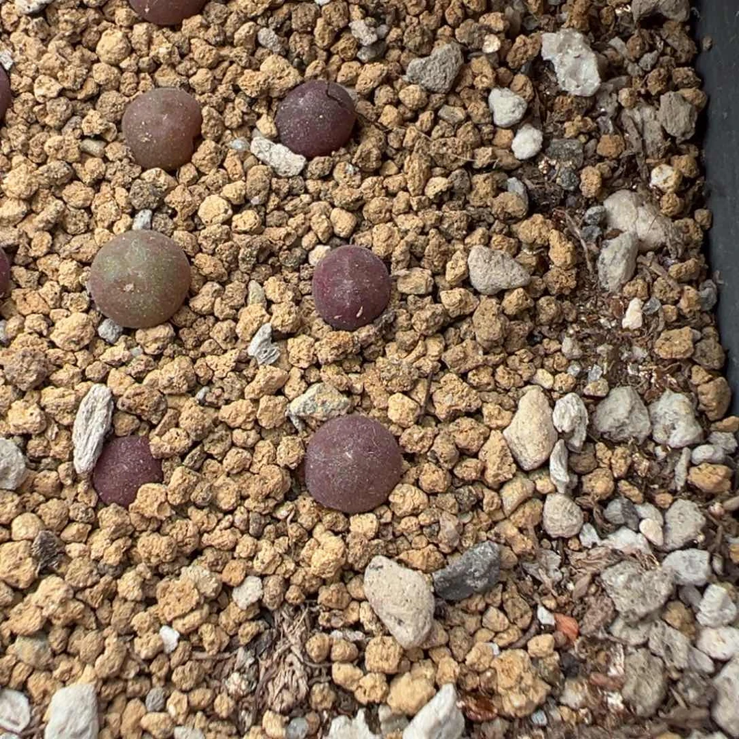 14-27量拍ts大眼睛空蝉一颗
